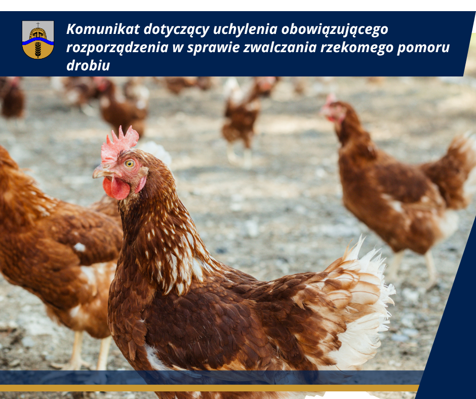 rzekomy_pomor_drobiu